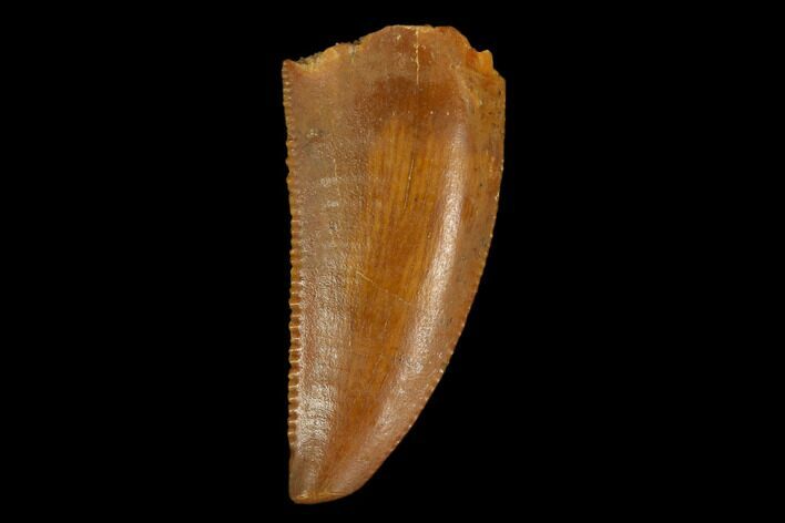 Serrated, Raptor Tooth - Real Dinosaur Tooth #124275